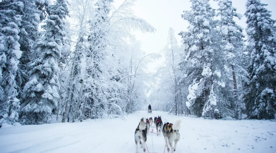 Balade en chiens de traîneaux en Laponie finlandaise