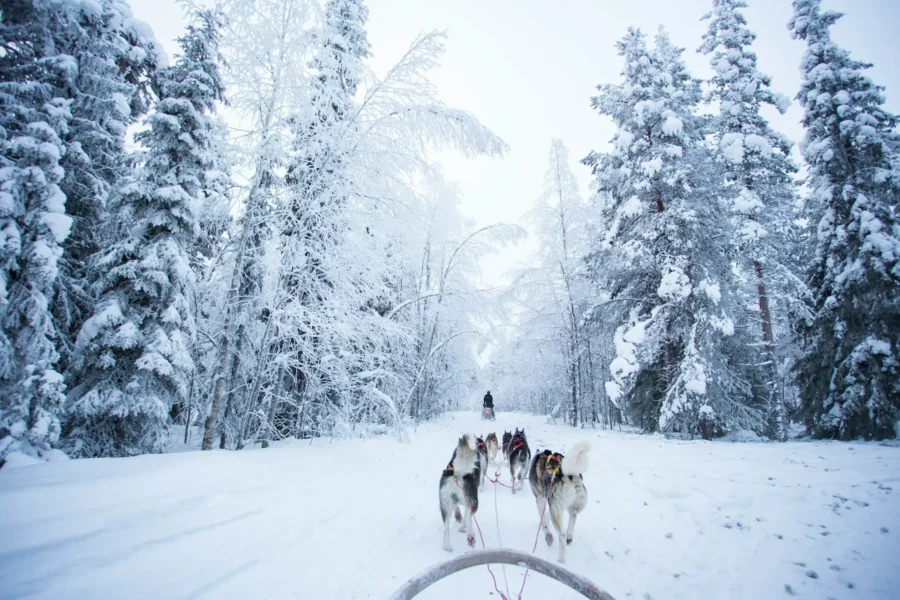 Balade en chiens de traîneaux en Laponie finlandaise