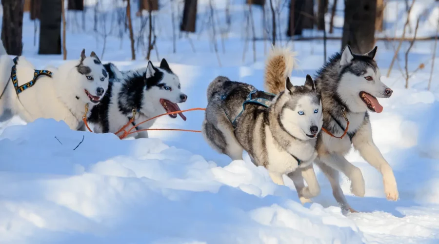 Chiens de traîneaux à Rovaniemi