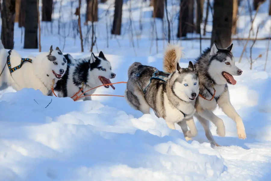 Chiens de traîneaux à Rovaniemi