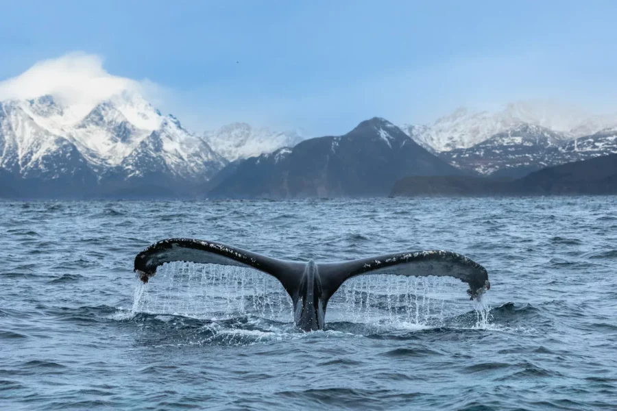 Forme caudale de baleine à Skjervøy, Norvège