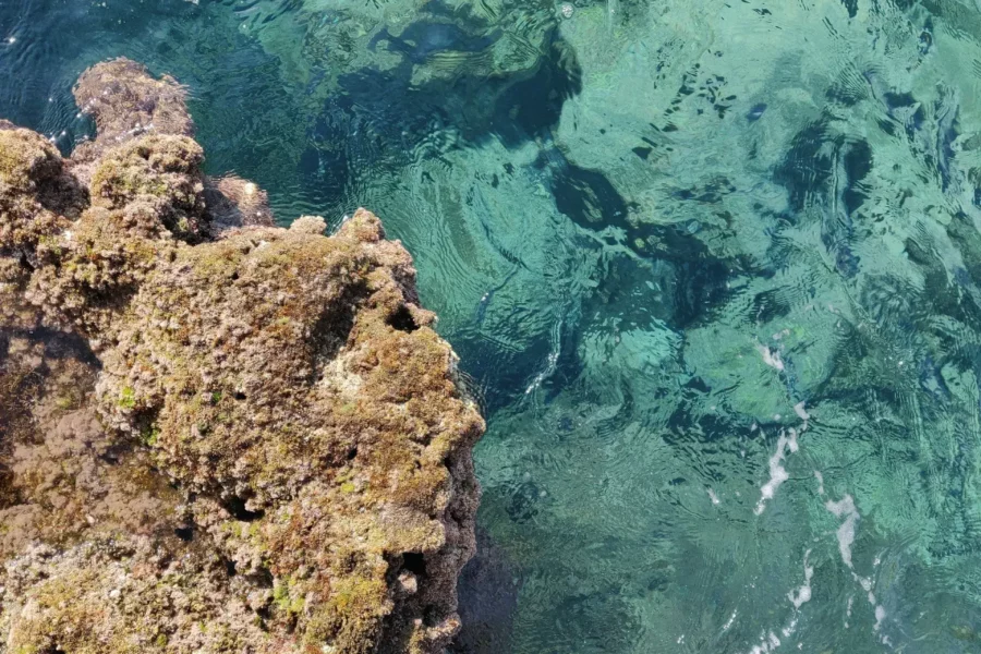Récif de corail à Palerme, Sicile