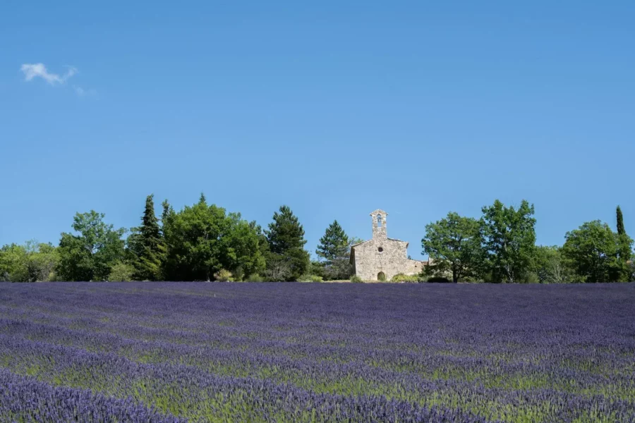 Champ de lavande en Drôme, France
