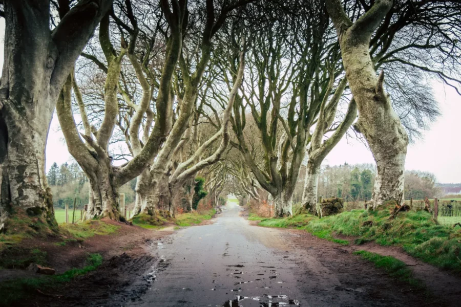 Les Dark Hedges mystiques, Irlande du Nord