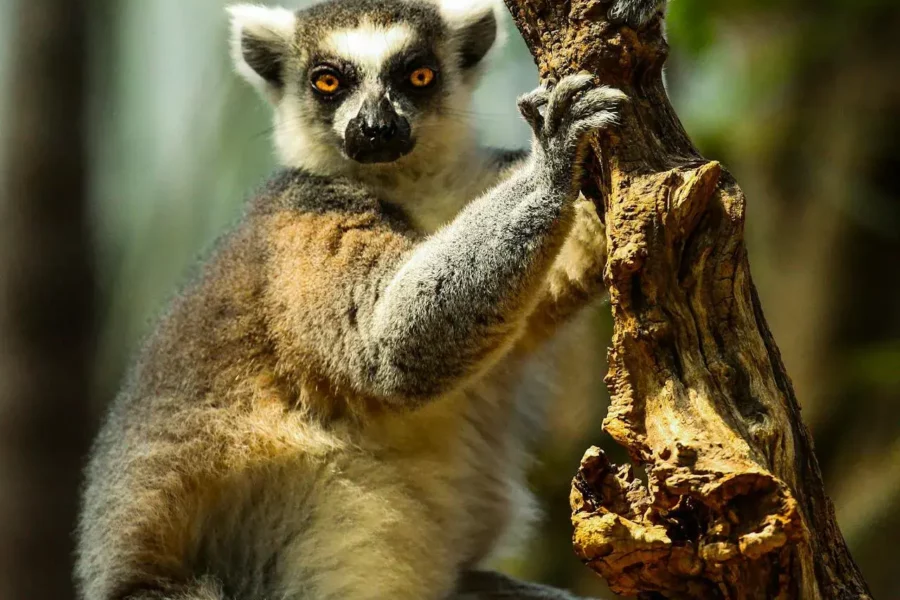 Lémurien à Madagascar