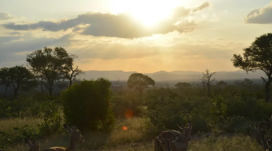 Paysage merveilleux du parc Kruger, Afrique du Sud