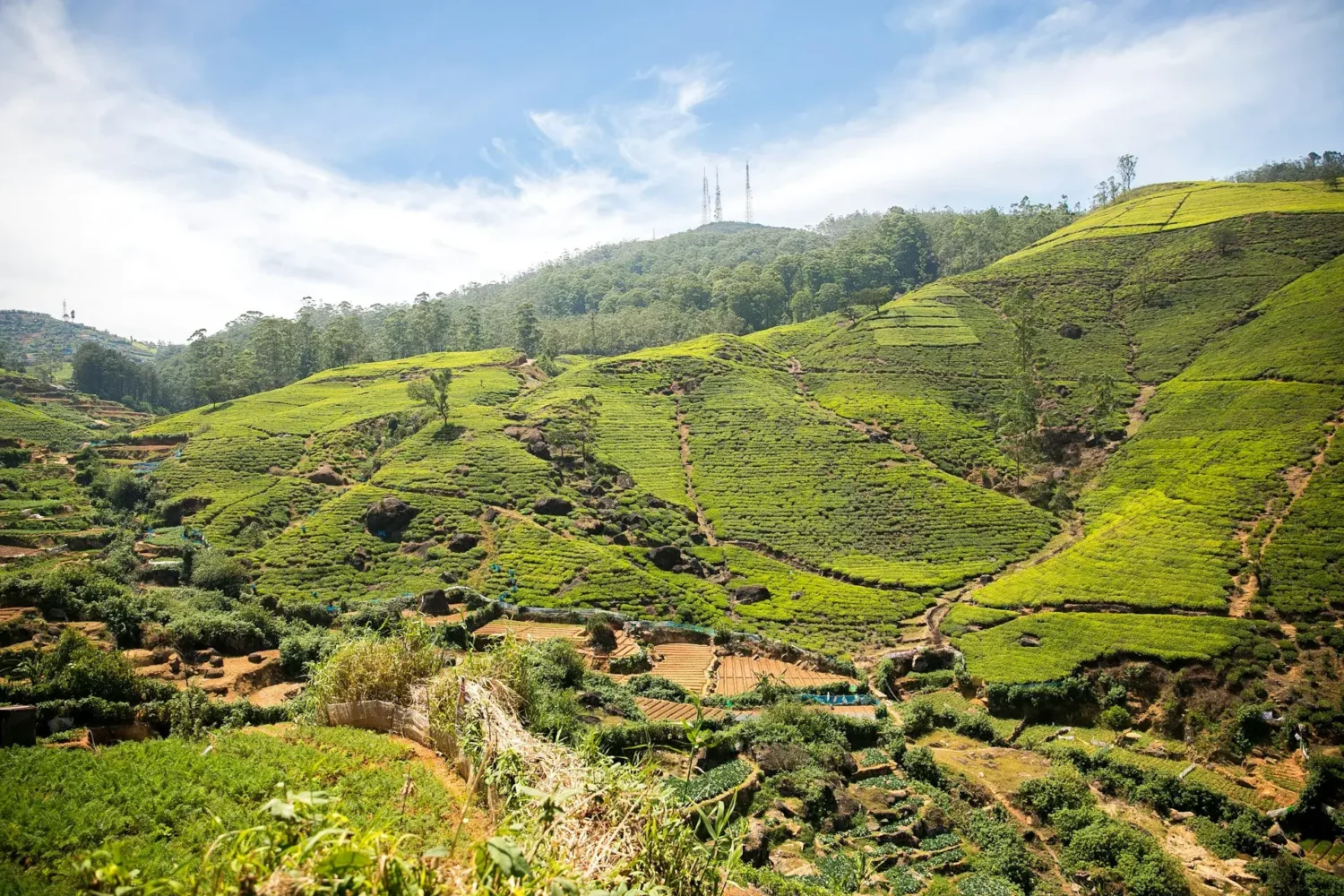 Plantation de thé de Nuwara Eliya, Sri Lanka