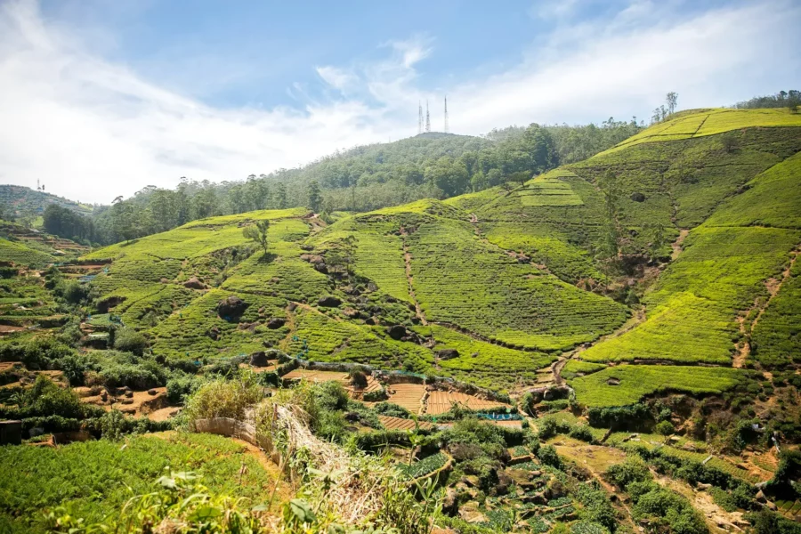 Plantation de thé de Nuwara Eliya, Sri Lanka