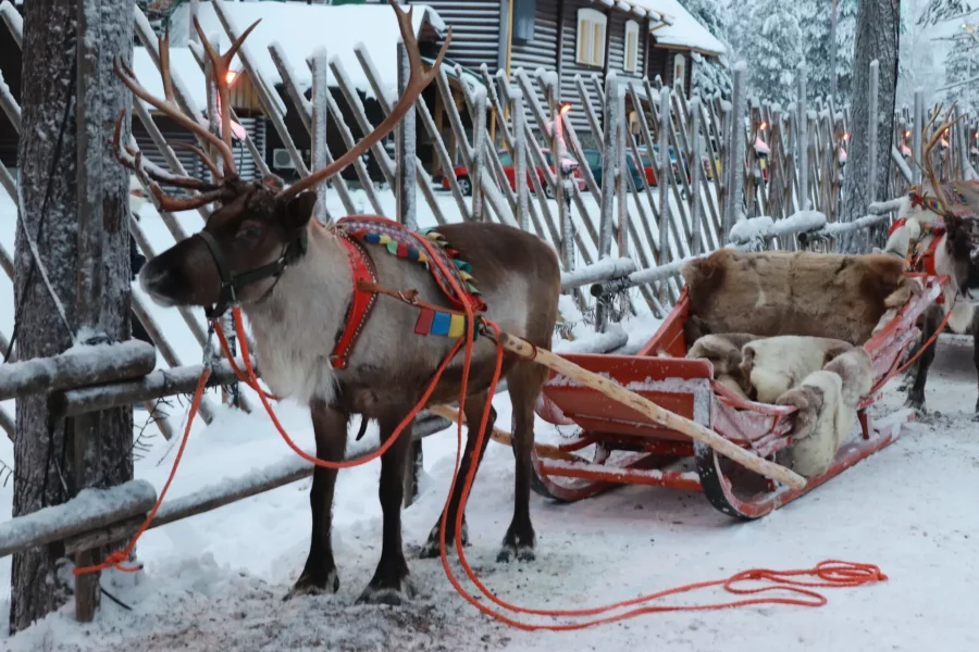 Renne et traîneau au village du Père Noël, Rovaniemi, Finlande