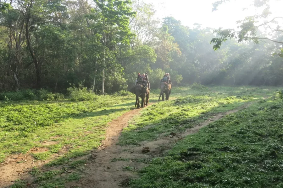Balade à dos d'éléphant dans le parc de Chitwan, Népal