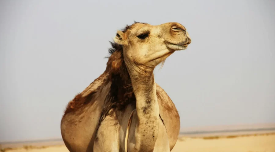 Chameau Brun dans le Désert de Tozeur, Tunisie