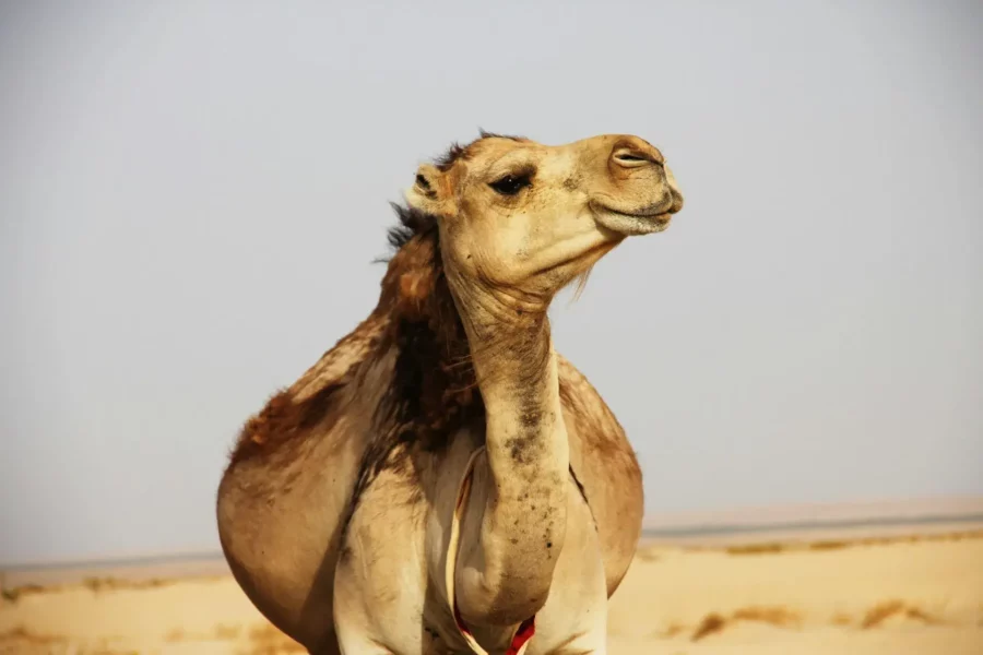 Chameau Brun dans le Désert de Tozeur, Tunisie