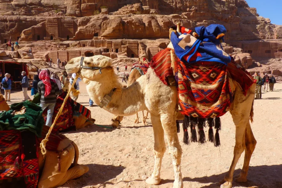Chameaux à Pétra, Jordanie