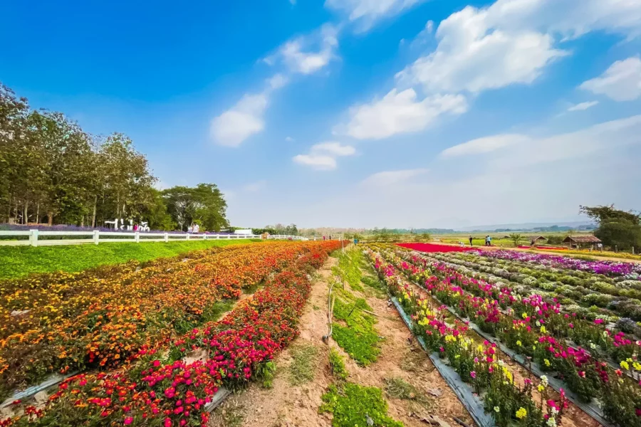 Champ de Fleurs à Lampang, Thaïlande