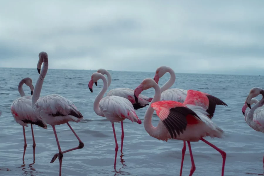 Flamants roses, Walvis Bay, Namibie