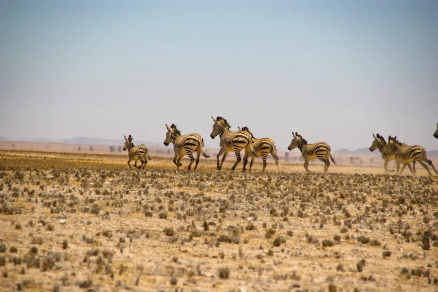 Des zèbres au parc nationale de Namibie