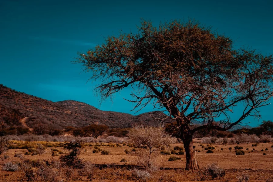 Désert de Windhoek, Namibie