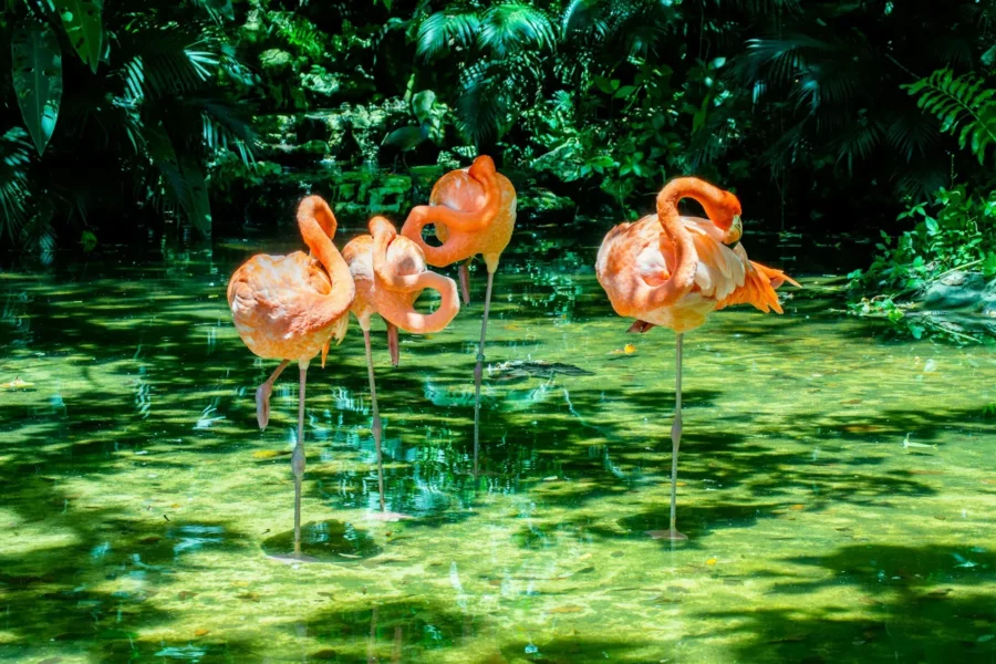 Flamant rose à Aluxes Ecopark à Palenque, Mexique
