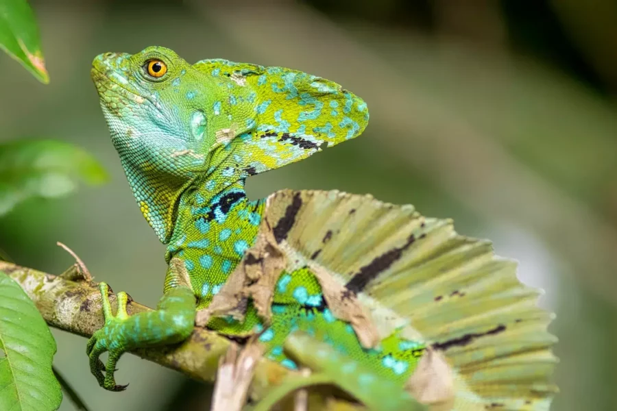 Lézard vert et jaune à Tortuguero, Costa Rica