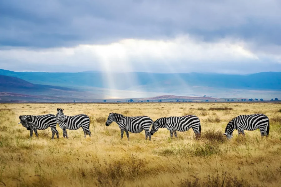 Parc avec des zèbres en Tanzanie