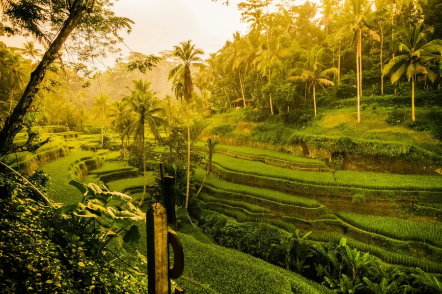 Rizières en terrasses à Ubud, Bali