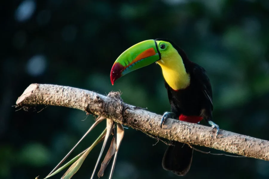 Toucan à San Gerardo de Dota, Costa Rica