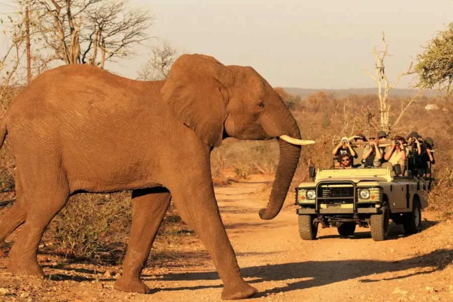 Eléphant traversant le chemin