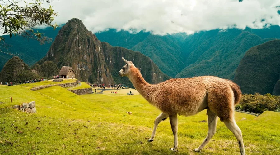 Un lama à Machu Picchu, Pérou