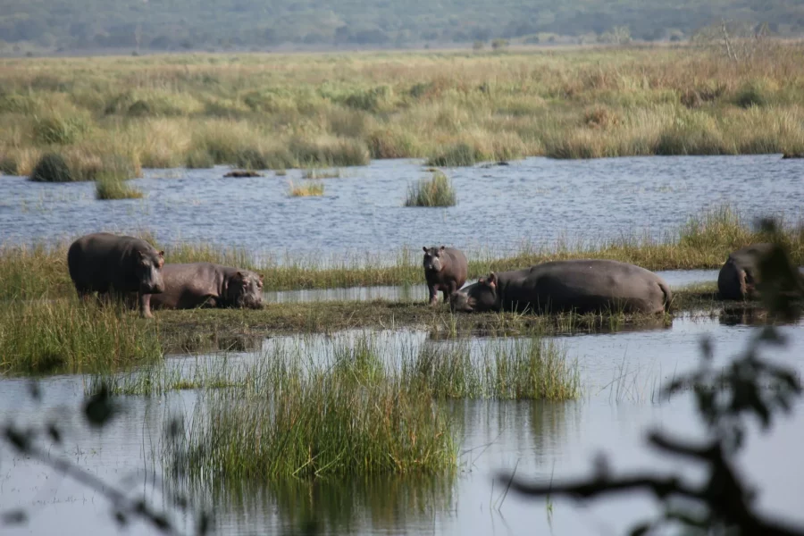 Parc iSimangaliso, Afrique du Sud