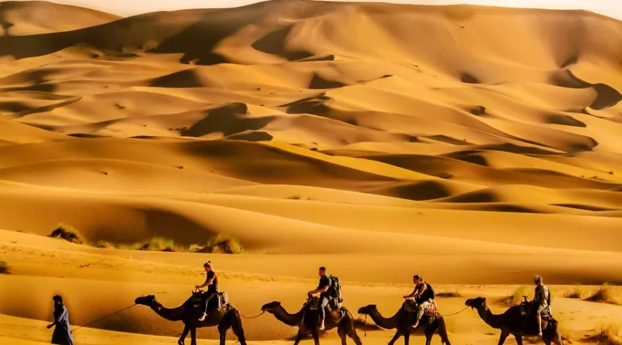 Balade à dos de dromadaire en Algérie