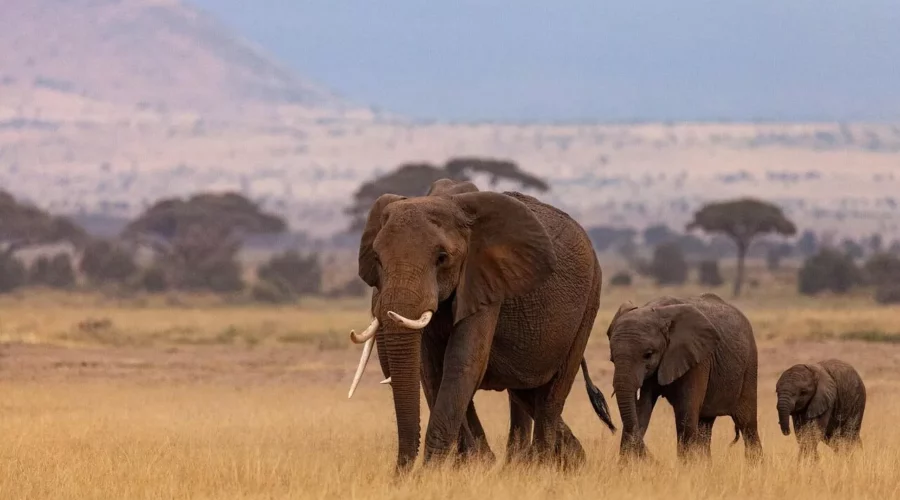 Éléphants devant le mont Kenya, un paysages spectaculaire à découvrir lors de vos safaris !