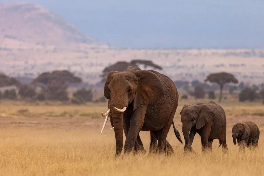 Éléphants devant le mont Kenya, un paysages spectaculaire à découvrir lors de vos safaris !