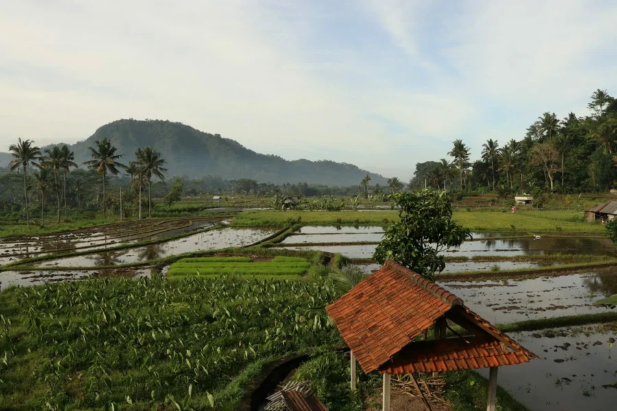 Paysage de rizières verdoyantes à Sidemen à Bali