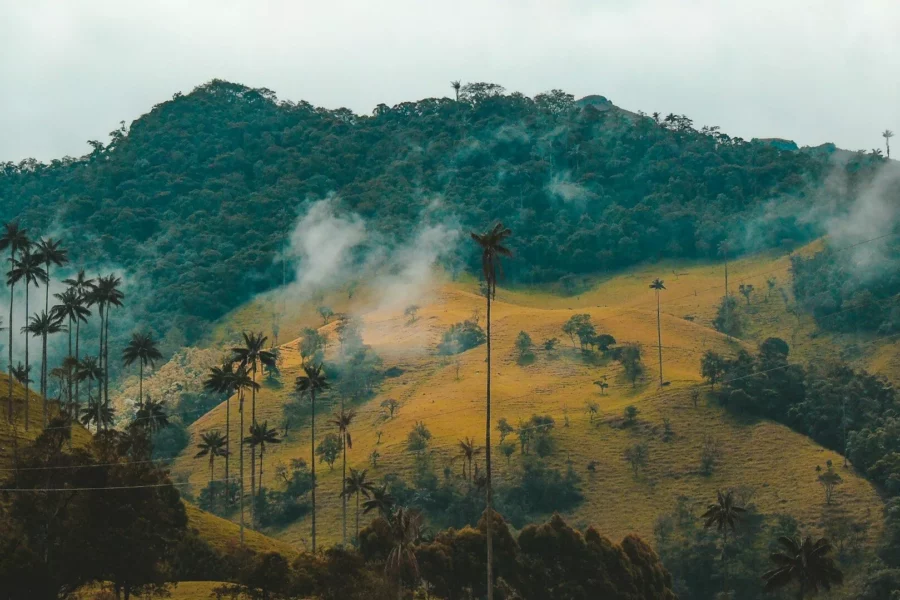 Hautes palmiers de cire dans la vallée de Cocora