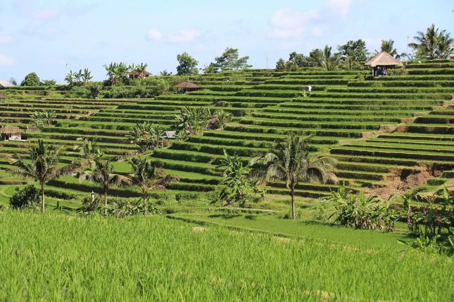 rizière-JATILUWIH-bali
